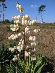 Yucca