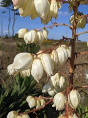 Yucca