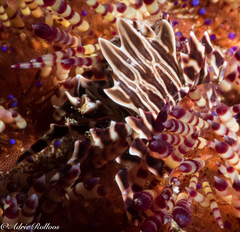 Zebrida adamsii
