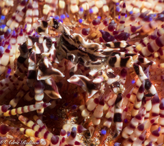 Zebrida adamsii