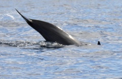 Stenella attenuata