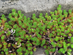 Selaginella wrightii