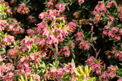 Erica petiolaris