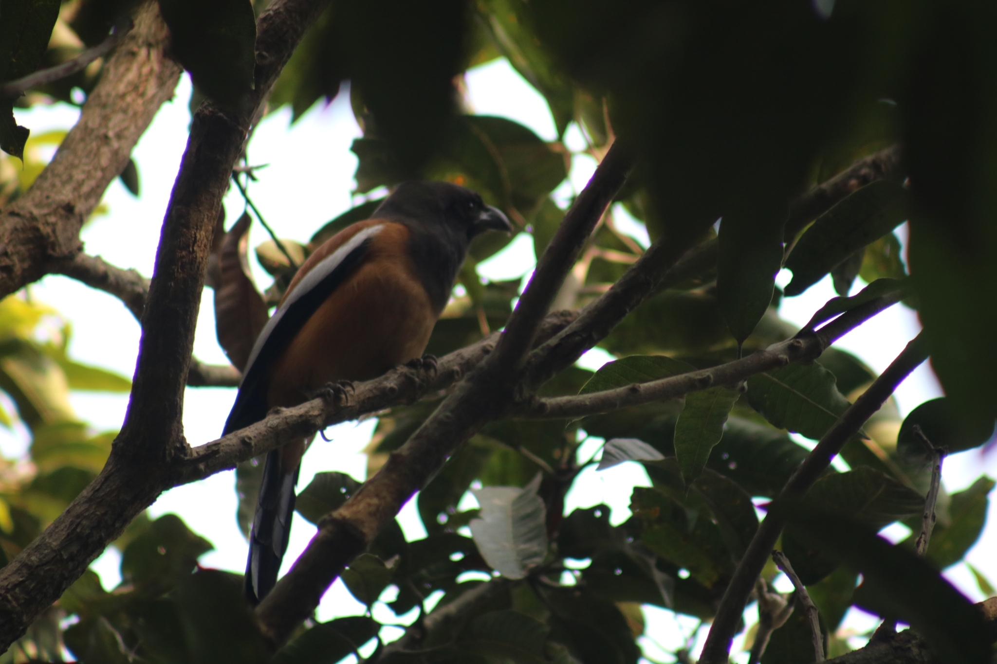 Rufous Treepie