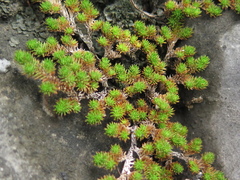 Selaginella wrightii