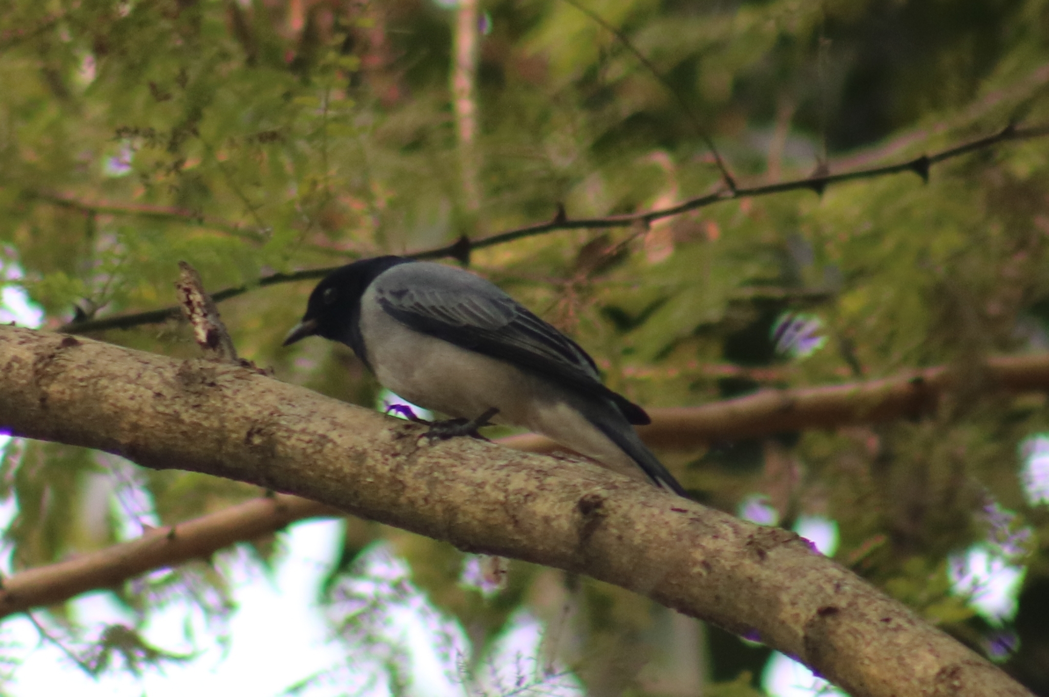 Black-headed Cuckooshrike