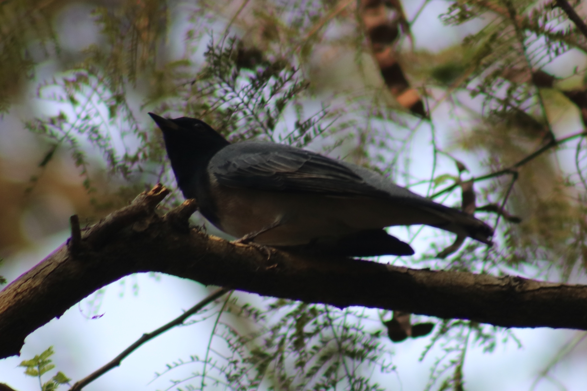 Black-headed Cuckooshrike