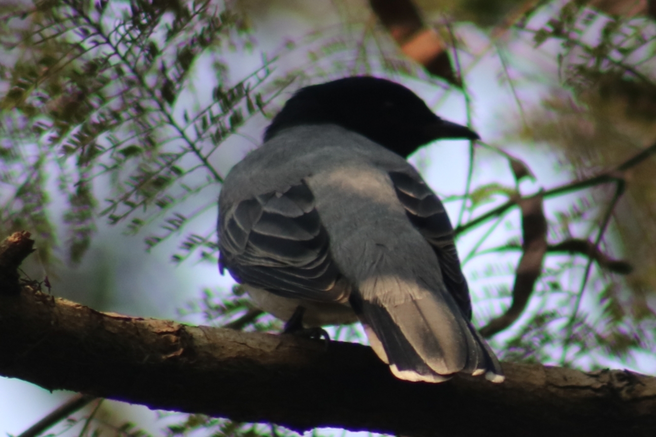 Black-headed Cuckooshrike