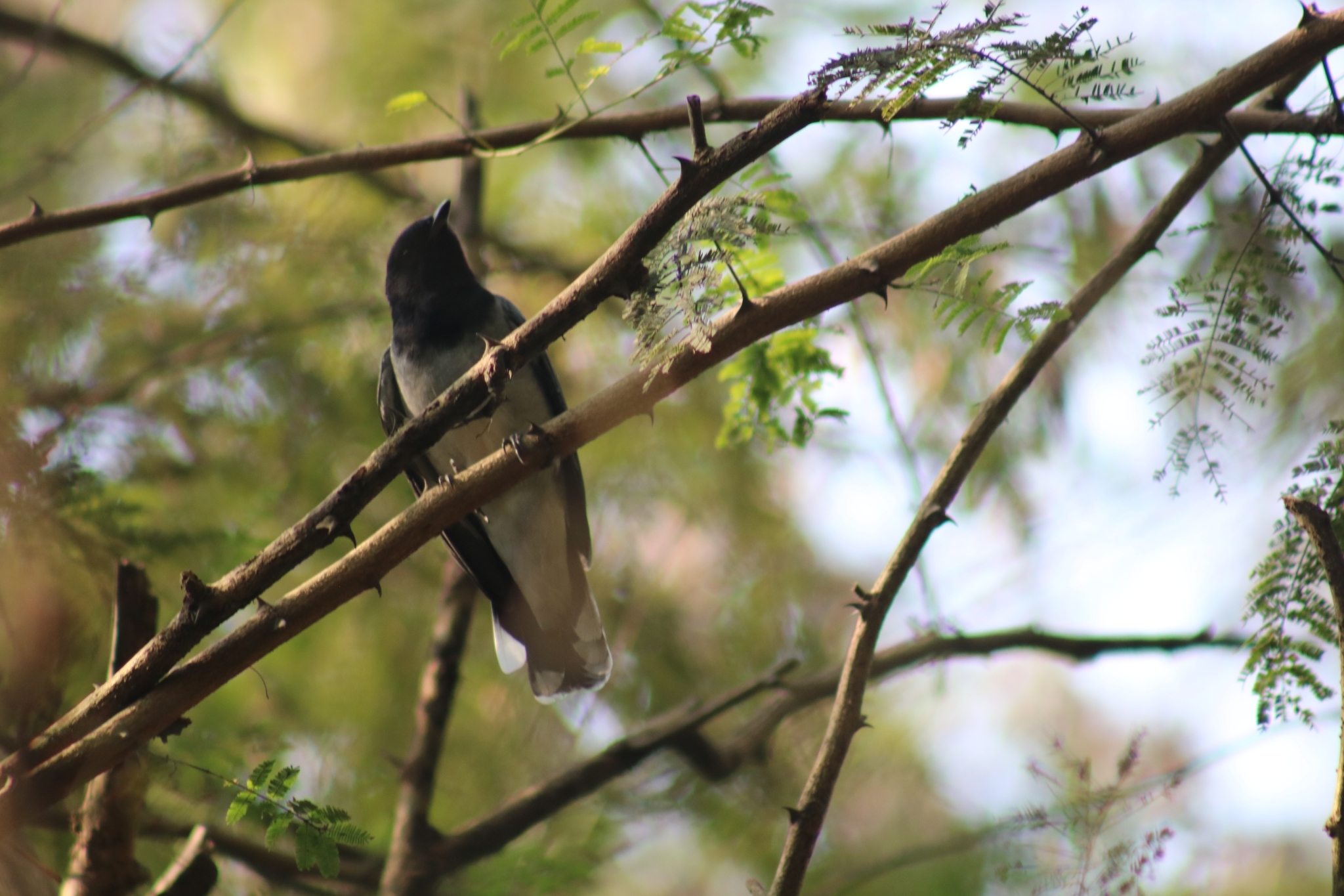 Black-headed Cuckooshrike