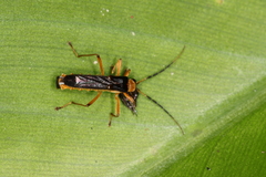 Macromalthinus brasiliensis