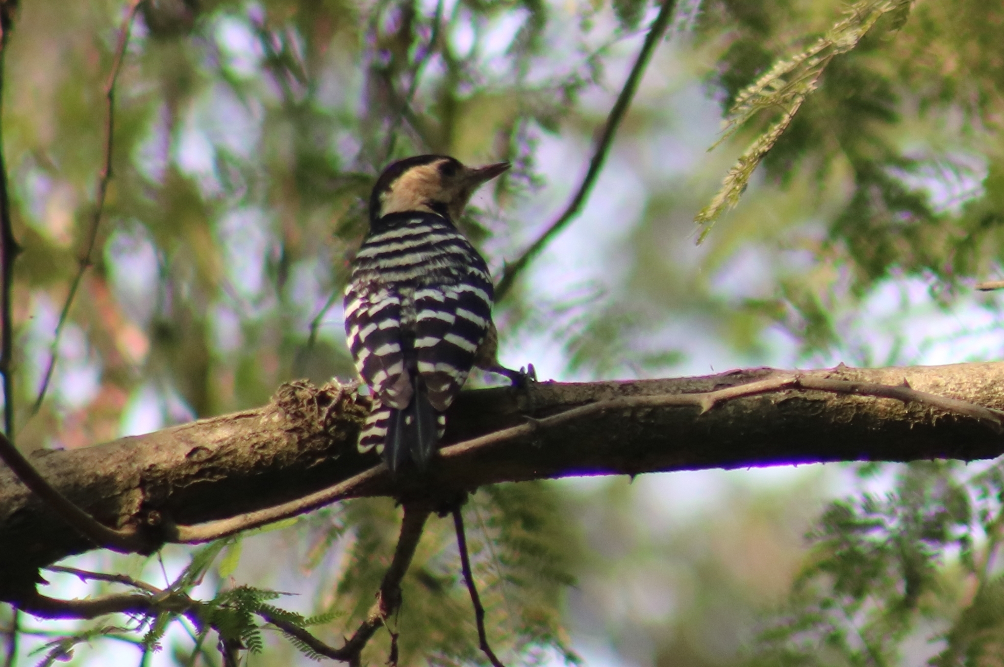 Fulvous-breasted Woodpecker