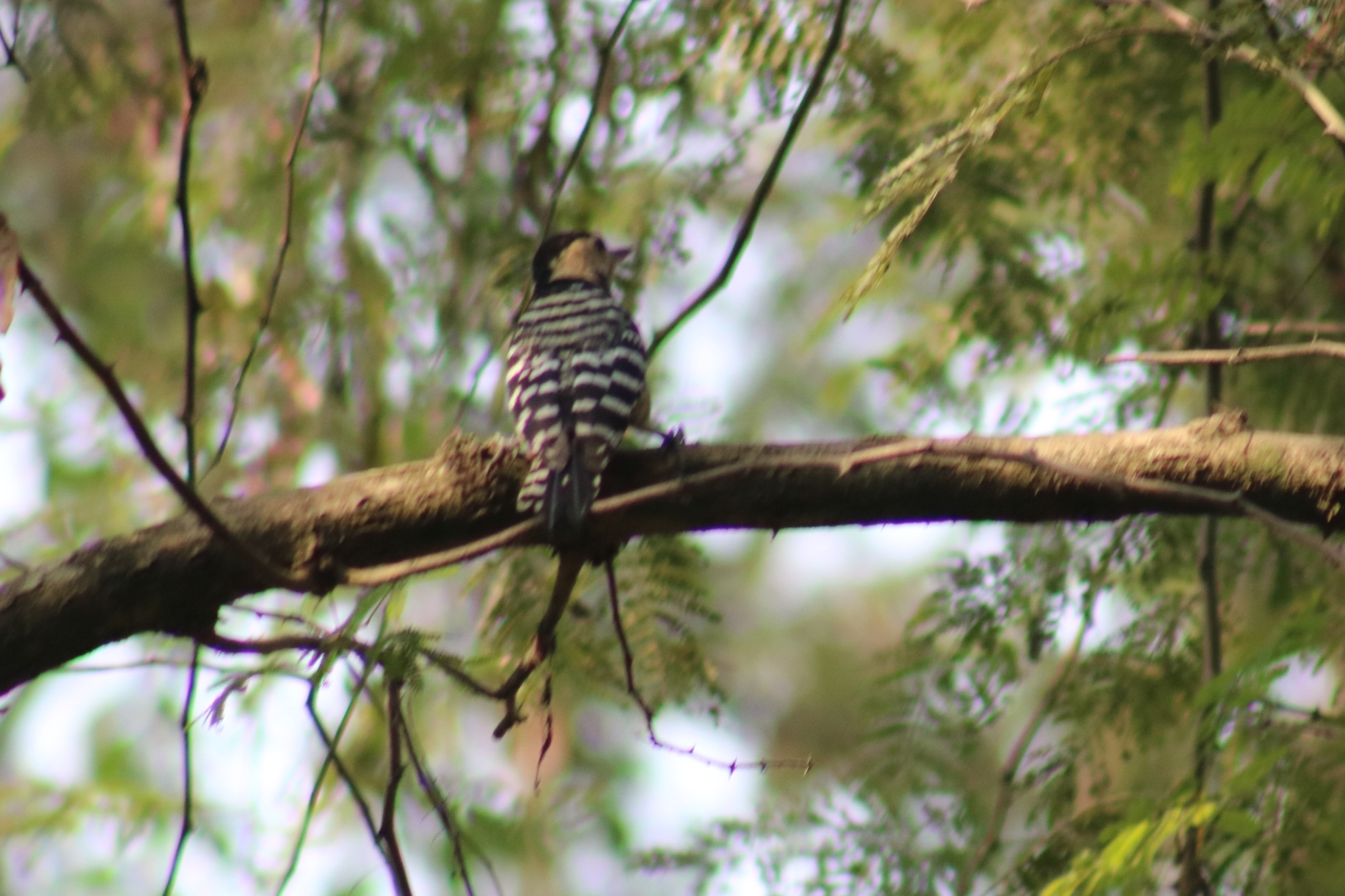 Fulvous-breasted Woodpecker
