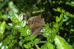 Arhopala centaurus
