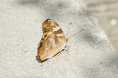 Herona marathus