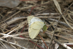Appias libythea peducaea