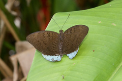 Tanaecia julii