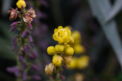 Berberis fortunei