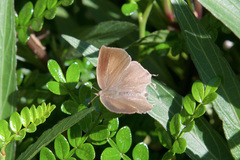 Surendra quercetorum