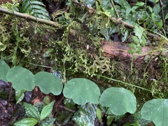 Passiflora lancearia