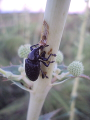 Heilipodus scabripennis