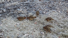 Bambusicola thoracicus