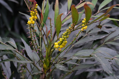 Berberis fortunei