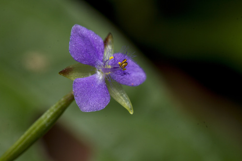 Murdannia vaginata (Murdannia vaginata)
