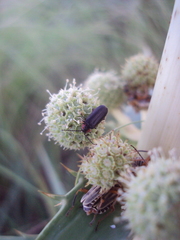 Polemius denticornis