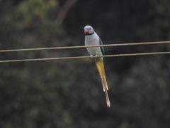 Psittacula columboides