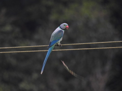 Psittacula columboides