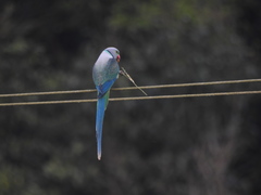 Psittacula columboides