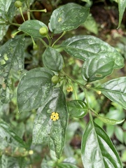 Witheringia meiantha