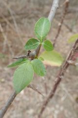 Commiphora neglecta