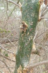 Commiphora neglecta