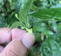 Witheringia meiantha