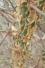 Commiphora neglecta