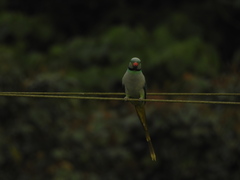 Psittacula columboides