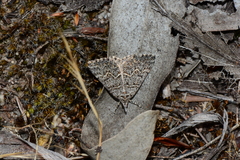 Dichromodes explanata