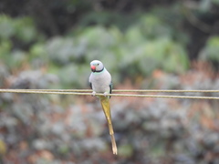 Psittacula columboides