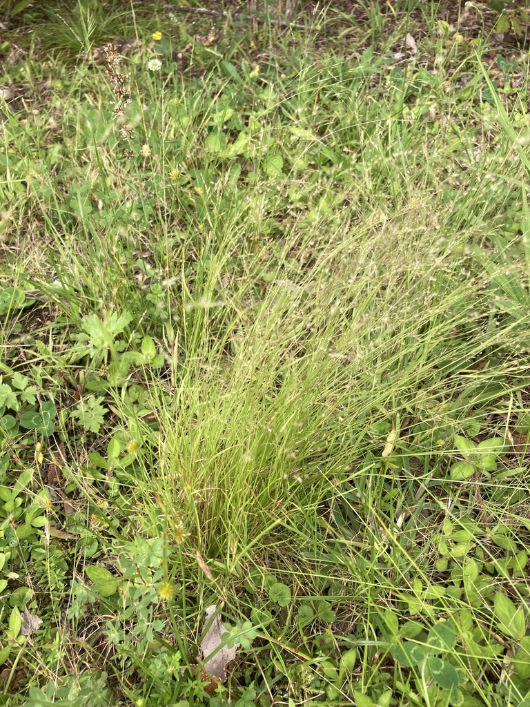 Agrostis eriantha from Saasveld, George, WC, ZA on December 28, 2021 at ...