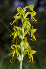 Habenaria marginata