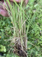 Agrostis eriantha