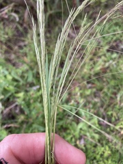 Agrostis eriantha