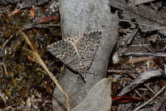 Dichromodes explanata