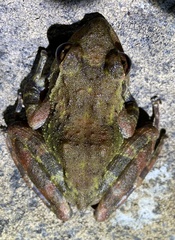 Arthroleptides yakusini