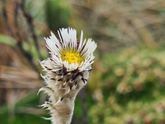Oritrophium peruvianum