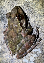 Arthroleptides yakusini