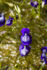 Utricularia