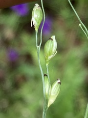 Panicum aequinerve