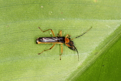 Macromalthinus brasiliensis
